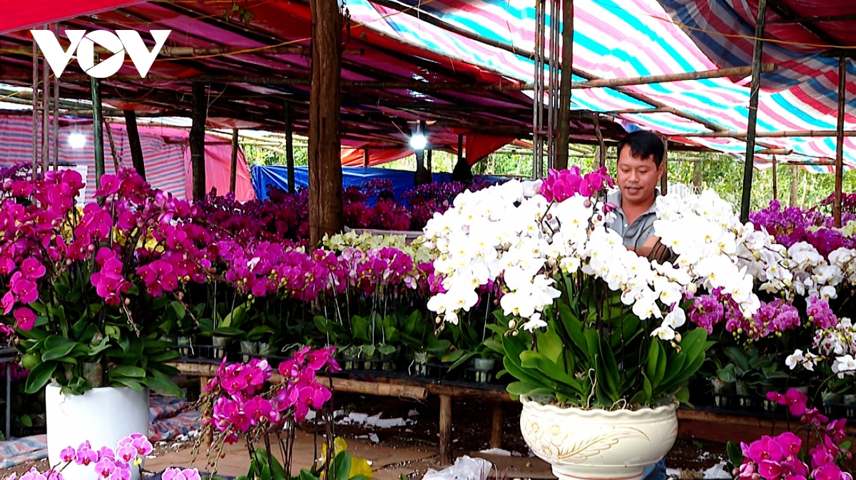 Thợ cắm hoa lan ở Nghệ An “đắt sô” dịp Tết